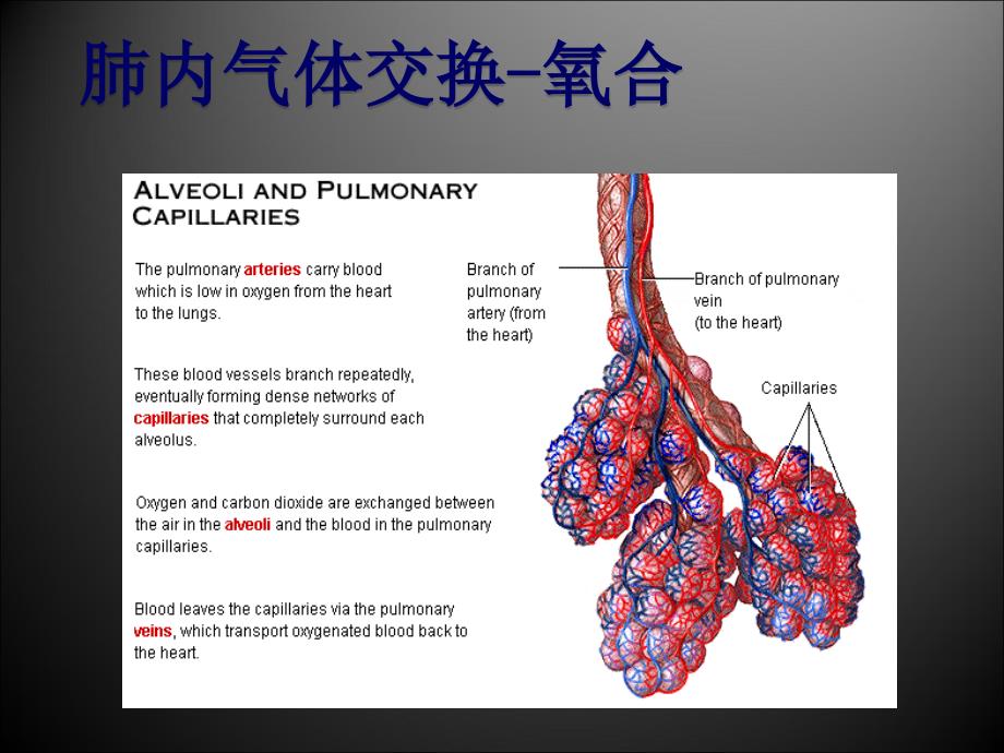 呼吸机的使用(基本)【52页ppt课件】_第4页