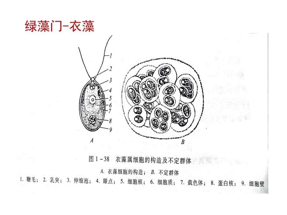 植物学教学课件：绿藻门chlorophyta_第5页