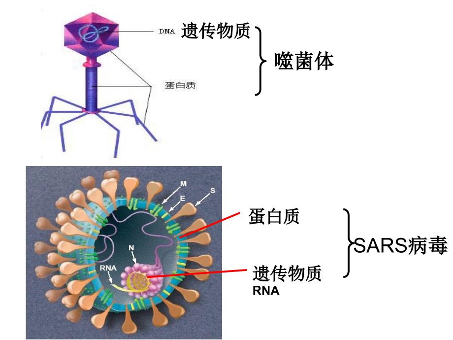 高一生物必修一第一章第一节ppt课件_第3页