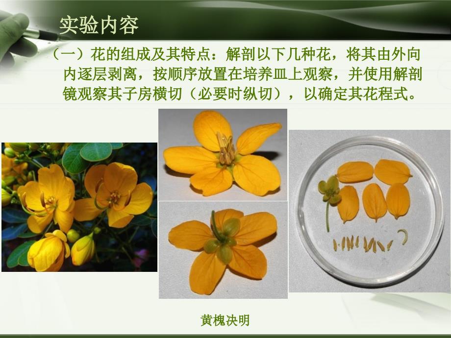 植物学（上）：实验七 花的形态和内部结构_第4页